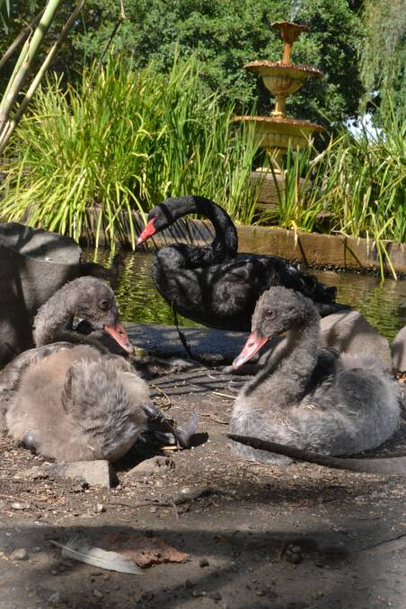 FLUFFY FAMILY: The cygnets are growing up fast but are still a big hit.