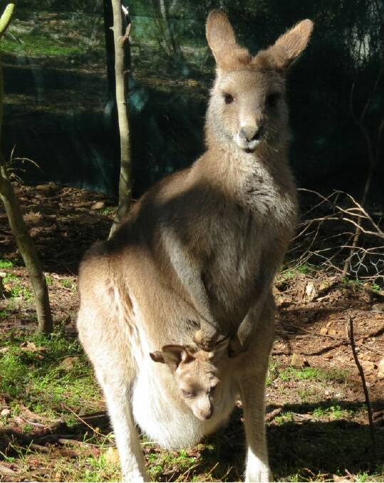 Animals welfare groups and The Greens have slammed a decision to grant commercial licences to a number of Bathurst residents to cull kangaroos. 