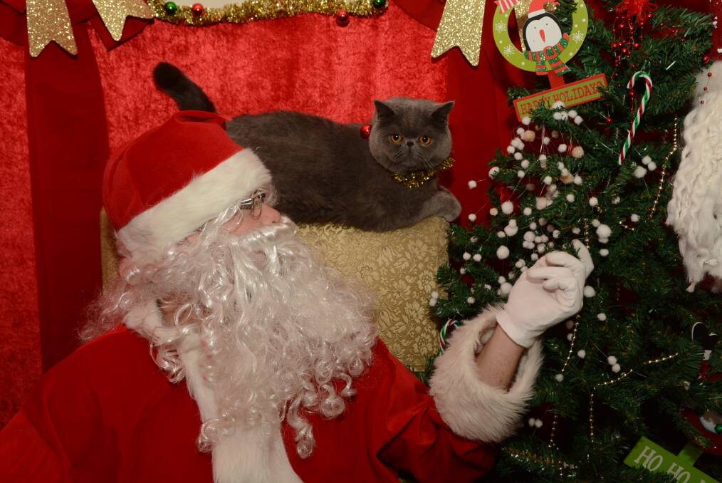 SANTA PAWS: Buttons the cat rules the roost at the Stewart Street Vet Hospital, but has been a little unimpressed following the arrival of Santa as part of its Santa Paws Photography sessions. Photo: PHILL MURRAY 112814pbuttons