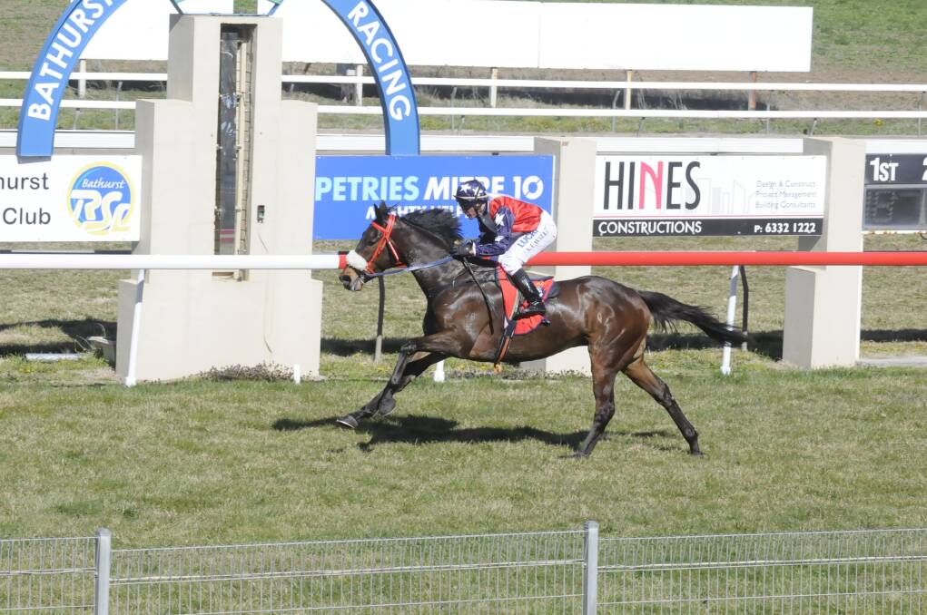 BACK IN ACTION: Bathurst’s reigning Horse of the Year, Dashexpress, will start his latest campaign at Tyers Park today. Photo: CHRIS SEABROOK 081313cturf1