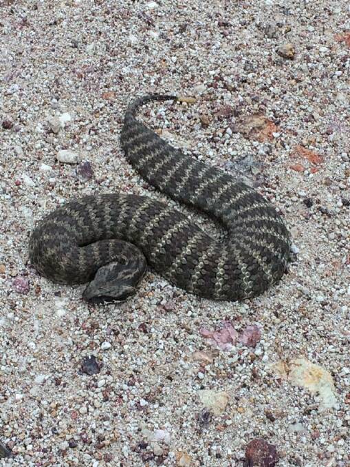 A close-up shot of the death adder. Photos and video - Lloyd Dunlop.