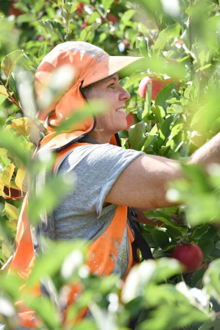 IN SHORT DEMAND: Fruit pickers are shunning Tasmania. Picture: Brodie Weeding