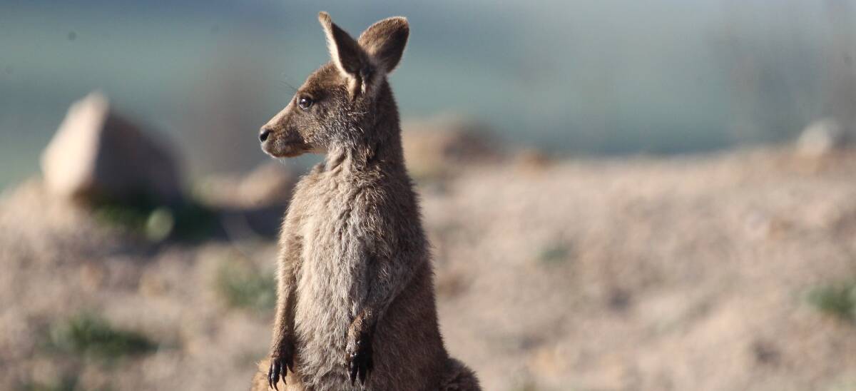 WILDLIFE MANAGEMENT: One of the eastern grey kangaroos near Mount Panorama which will be a part of a major relocation project. Photo: PHIL BLATCH 092716pbroos3