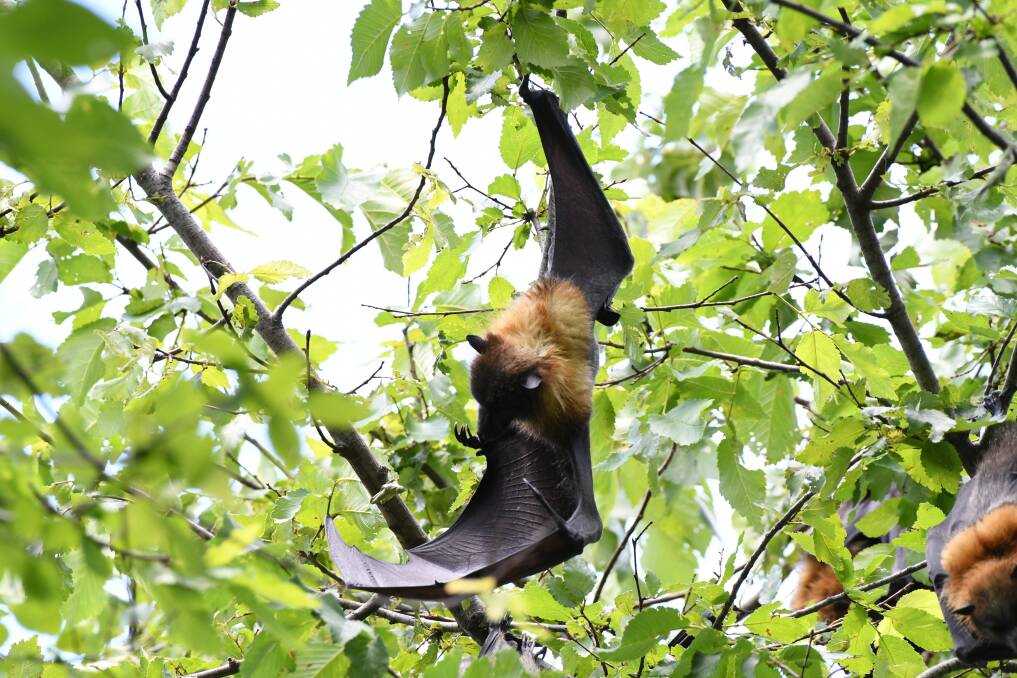 DON'T TOUCH: Hundreds of bats are now calling Machattie Park home and health officials have warned people not to touch them. Photo: CHRIS SEABROOK 121117cbats4