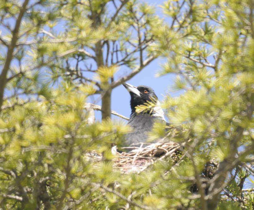 SWOOPING SEASON: A female Magpie keeps a protective eye out from her nest at George Park. Photo: CHRIS SEABROOK 090616cmagie1