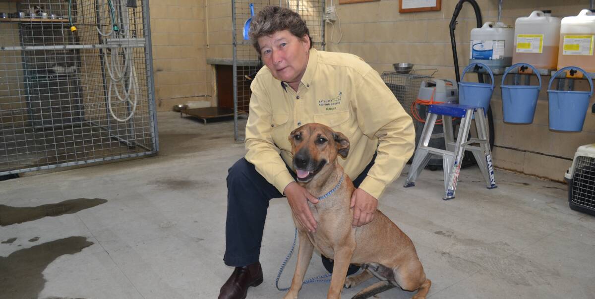 HOME NEEDED: Bathurst Regional Council manager Margaret Gaal with an unregistered and un-microchipped dog that was brought into the pound on Wednesday. Photo: NADINE MORTON 011817nmdog2