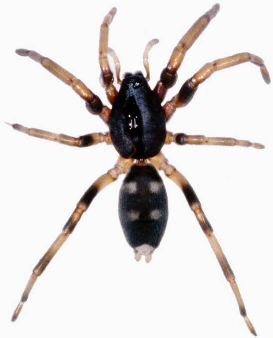 SPIDER: Clinical toxicologist Dr Geoff Isbister claims white tail spiders have been wrongly accused of flesh eating bite wounds. Photo: SUPPLIED 122917spider