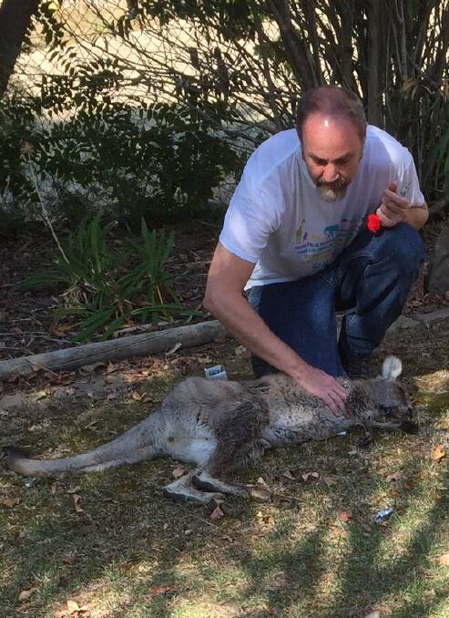 CONCERN: Ecologist Ray Mjadwesch with a roo. 042216roorescue1