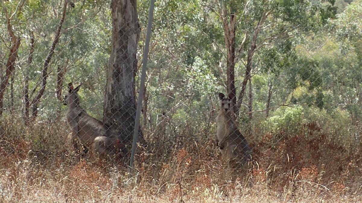 NEW PAD: Some of the kangaroos that have been relocated from around Mount Panorama to a release site outside Bathurst. Photo: SUPPLIED 030117dart4