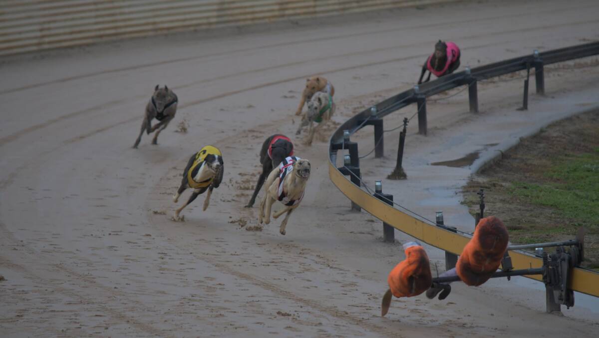 IN ACTION: Monday night's greyhound action at Kennerson Park, Bathurst. Photo: ALEX GRANT 080116dogs