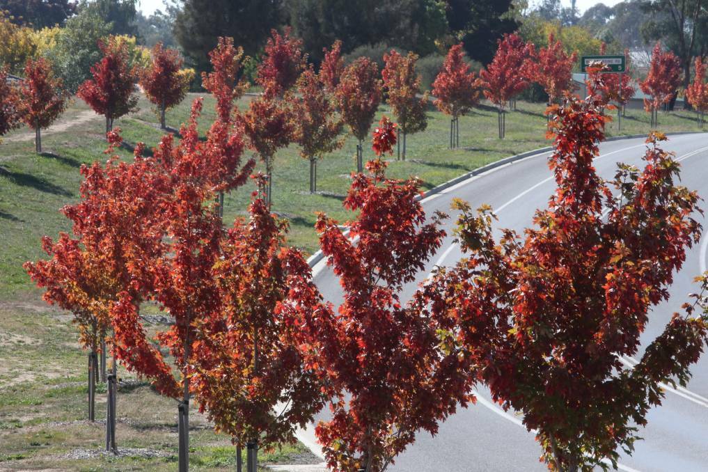 SPECTACULAR: Bathurst's 200 Living Legends trees have turned spectacular shades of red and gold this autumn. We're looking for your top autumn colour photos for a gallery. Photo: PHIL BLATCH 041817pbautumn2