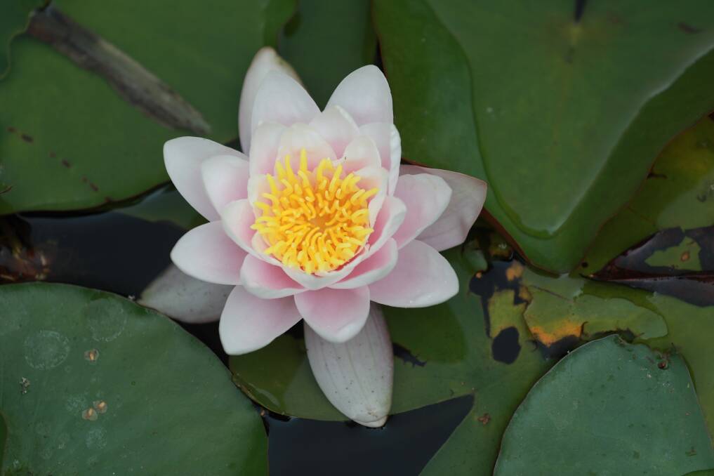 SNAPSHOT: This beautiful water lily was spotted at Mayfield Garden by Western Advocate photographer Phil Blatch recnetly. 011318pbmay14