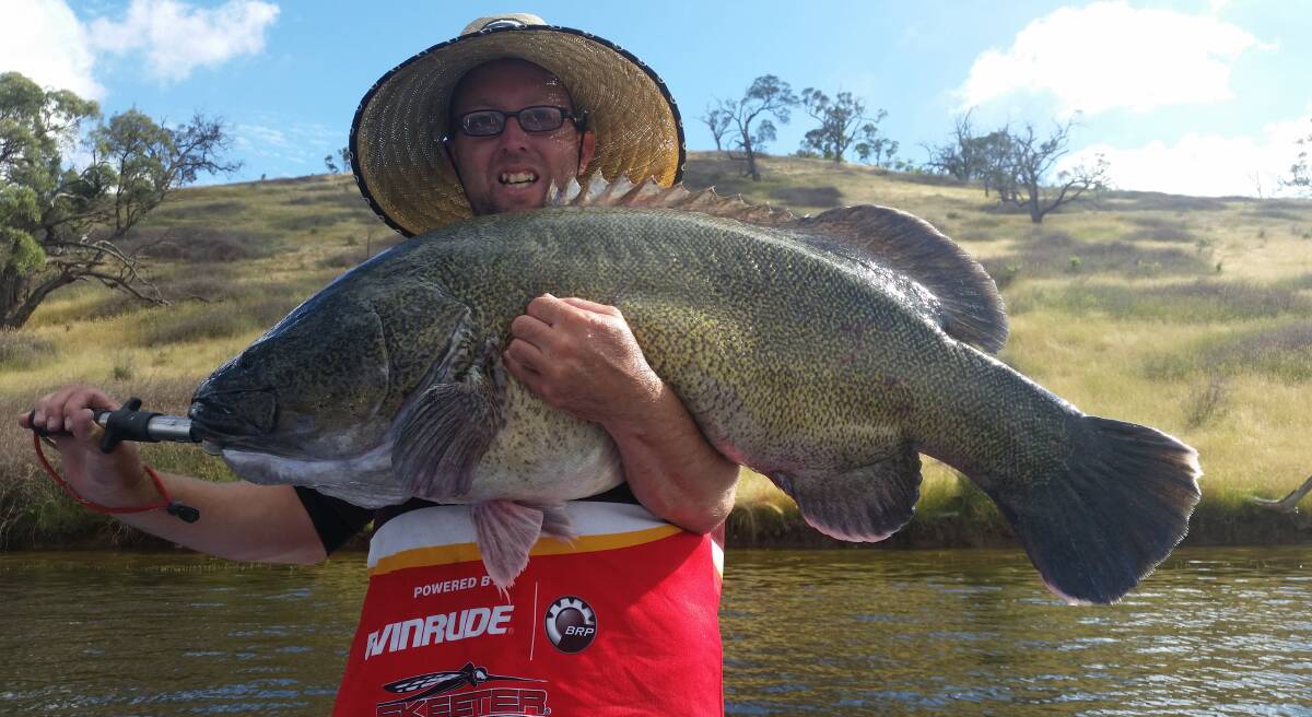 BIG STUFF: Angler Richard Gear with a huge Murray cod he caught at Chifley Dam that weighed around 66 pounds (30 kilograms) and was 106 centimetres long. 010217cod