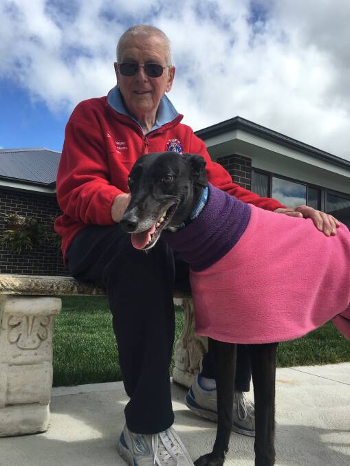 NEW MATE: Arthur Drury has found a firm friend in his recently adopted ex-racing greyhound Mylo. Photo: NADINE MORTON 091916nmdog4