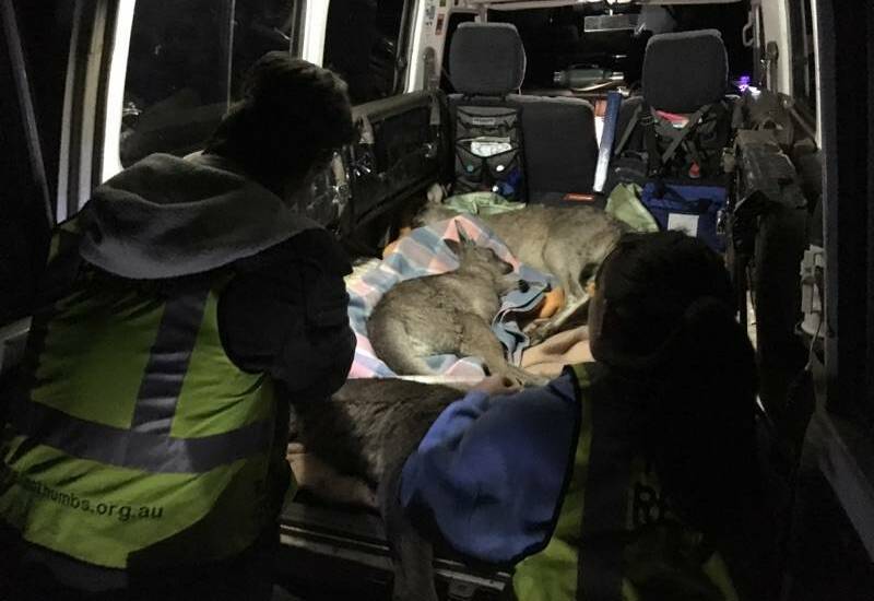 RELOCATION PROJECT: Kangaroos being loaded into a troop carrier to be transported to the release site outside Bathurst. Photo: GERARDA MADER 030117dart3