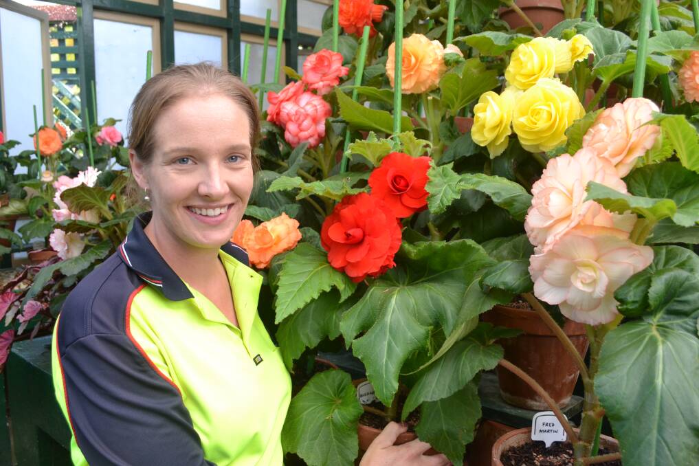 STUNNING: Bathurst Regional Council horticulturalist Melanie Morris with some of the beautiful blooms in the Begonia House. Photo: NADINE MORTON 030217nmbegonia1