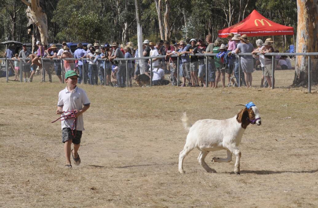 SNAPSHOT: Connor Edwards, 9, during one of the goat races at the Wattle Flat Bronze Thong on Sunday. Photo: CHRIS SEABROOK 021817cthong21