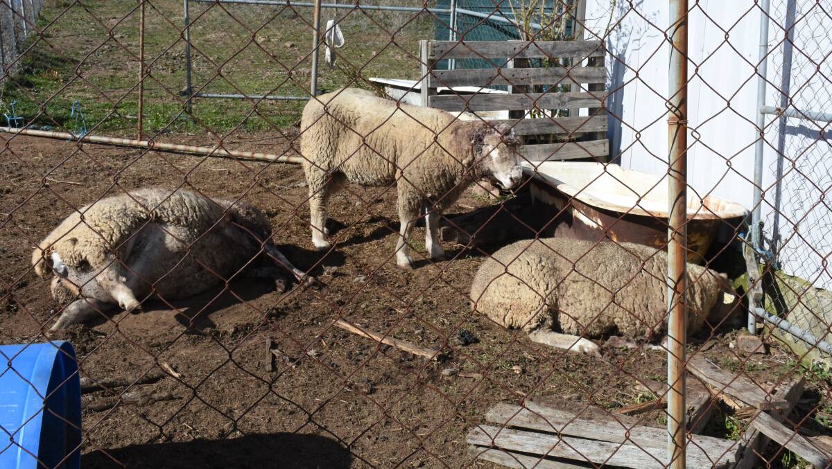 CARNAGE: Sheep attacked and killed on Peter Theobald's property. Photo: NADINE MORTON 060917nmsheep2