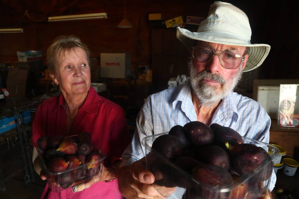 SWEET TASTES: Marie and Norman Clarke, from Clarke's Summerset Orchard, say this season's figs are a delight. Photo: PHIL BLATCH 022118pbfig1