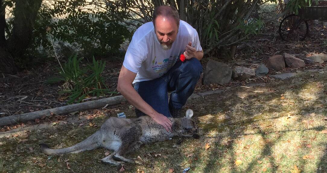 CONCERN: Bathurst ecologist Ray Mjadwesch examining two sedated kangaroos after a mammoth rescue operation near Mount Panorama earlier this year. 042216roorescue1