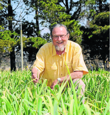 GROW YOUR OWN: Food co-op facilitator Ross Macindoe casts an eye over his crop of Purple Aussie Garlic at his Eureka property which will host workshops on local food production tomorrow. Photo: CHRIS SEABROOK  092210cross