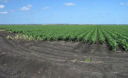 The Lafrenzes crop wheat, chickpeas, sorghum, cotton and corn on their property which is 85 kilometres from Toowoomba.