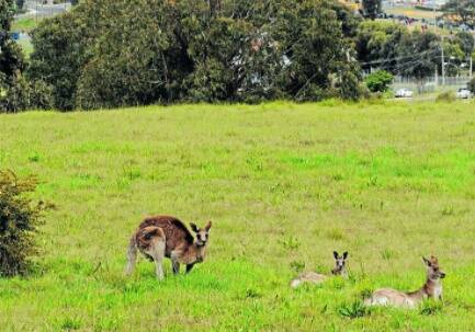 INVESTIGATION: Some of the kangaroos targeted in the 2009 cull on Mount Panorama. Photo: PHILL MURRAY 100909proos