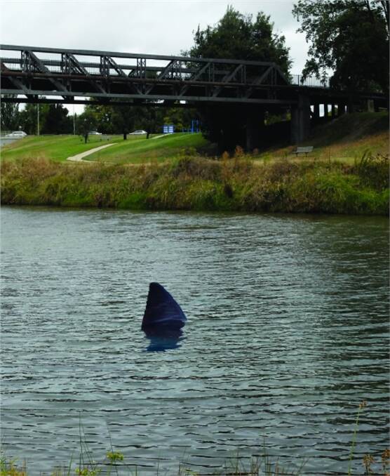 SHARK ALARM: Cam Raman’s shot of what he believes is a shark swimming in the Macquarie River at Bathurst yesterday.