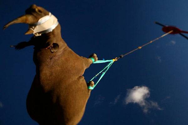 Flying Rhino. Photo: Greenrenaissance/WWF