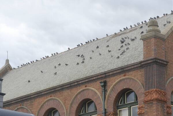 THAT MEANS WAR: It’s pigeon heaven on top of the old Bathurst TAFE College in lower William Street, but council is set to get tough on the pigeon problem in the city with the release of the first Pest Bird Management Plan next month.