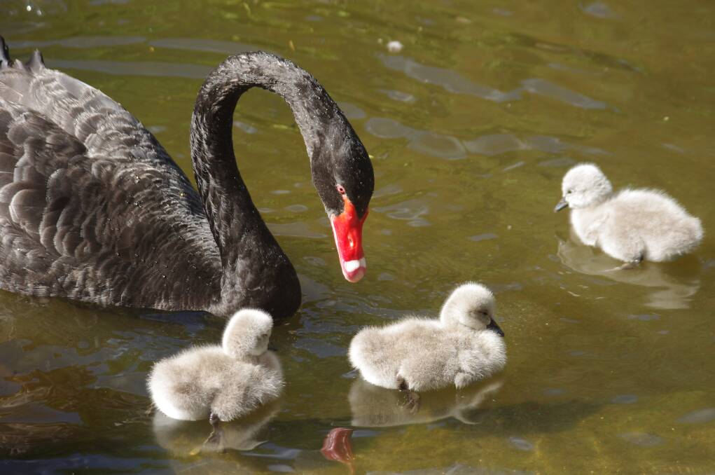 HEADLINE ACT: Three cygnets and two black swans are proving to be a headline act in Machattie Park after being hatched earlier this week. Photos: BRIAN WOOD