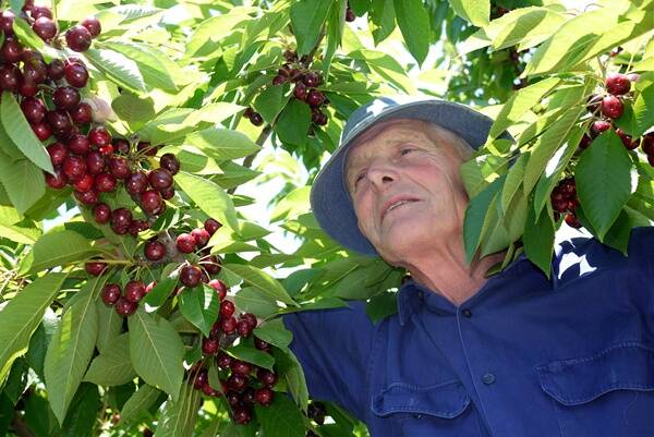 RUBY RED: Russ McCarthy from Appledore Orchard with his bumper cherry crop yesterday. Photo: ZENIO LAPKA 121310zruss1