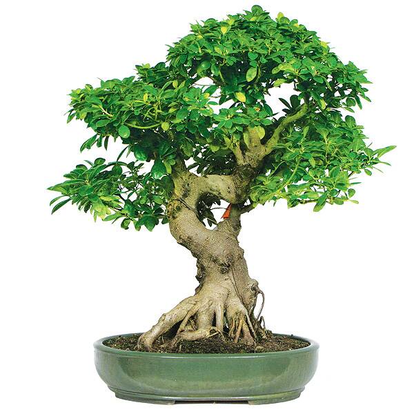 TREES, PLEASE: Mini trees at Bathurst Library from 10.30am-12.30pm on Wednesday, January 18 with Fiona Howle for eight to 17 years. Limit: 20 spots. Cost: $10 per child. This workshop activity is a bit like growing a bonsai in two hours. Participants take a real branch from a tree, attach it to a base and then adorn it with decorated leaves, fruit or flowers … maybe even a bird or two.