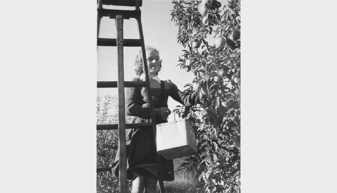 A fruit picker hard at work, date unknown. Photo: The Collections of Central West Libraries.