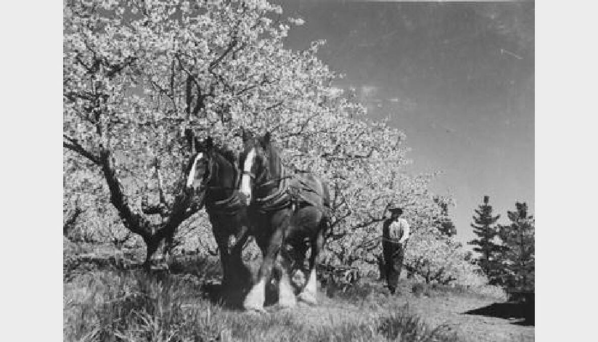 A horse team and cultivator hard at work, no date. Photo: The Collections of Central West Libraries.