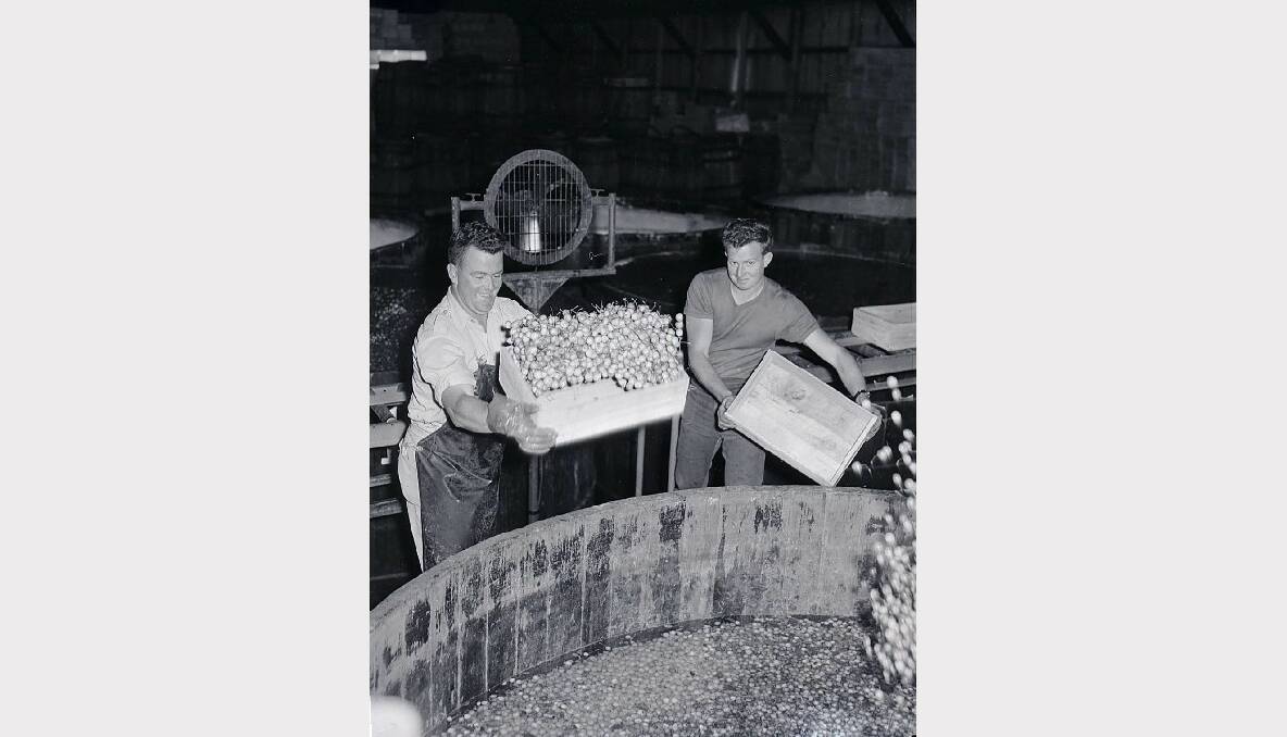 Darcy O’Neil and Keith Prestwidge process white cherries at the Peisley Street brinery, December 1962. Photo: CWD Negative Collection, Orange & District Historical Society.