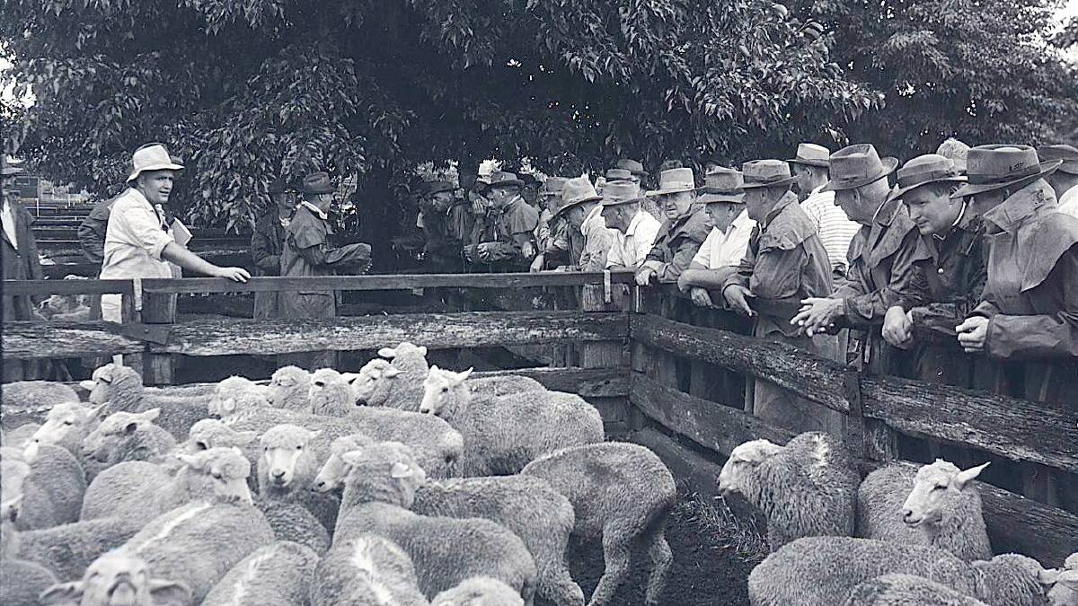 A combined sheep and cattle sale at Orange Saleyards, where 10,000 sheep and nearly 1000 cattle were cleared, January 1962. Photo: CWD Negative Collection, Orange & District Historical Society.