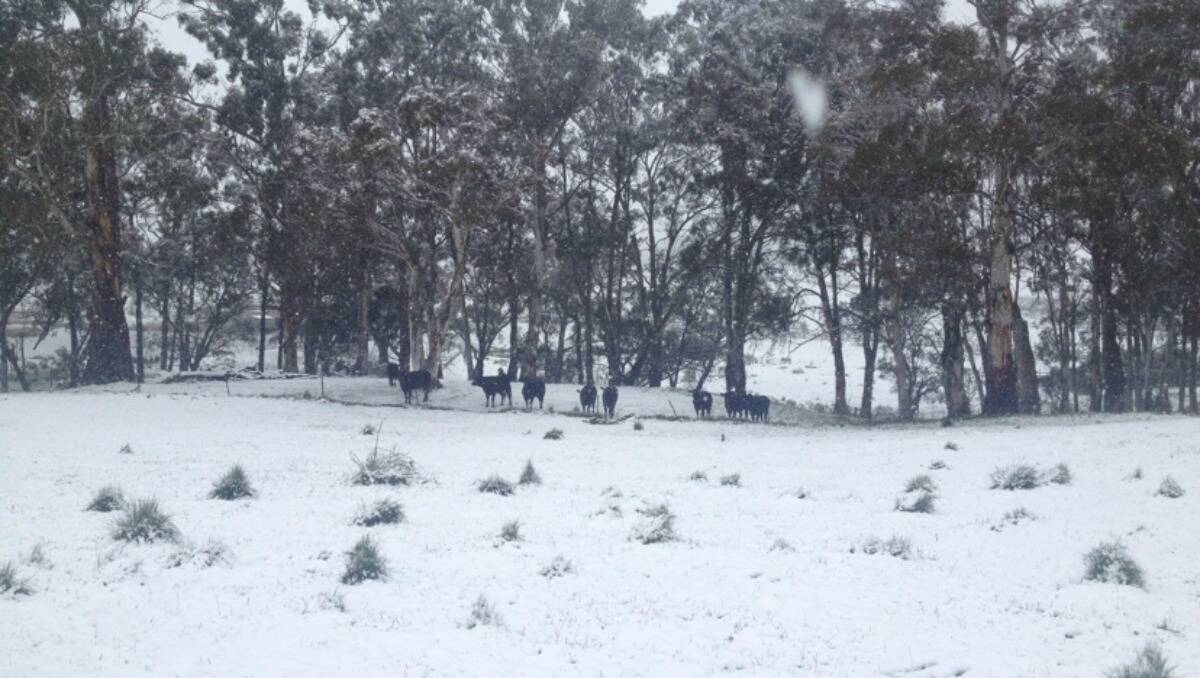 SNOW: Oberon this afternoon. Photo: Kathleen Gracey