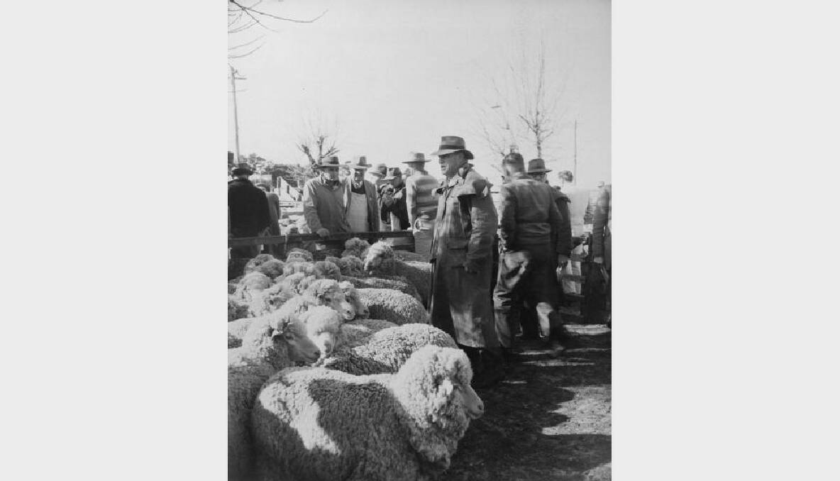 Men inspecting lambs at the sale yard, 1960. Photo: The Collections of Central West Libraries.