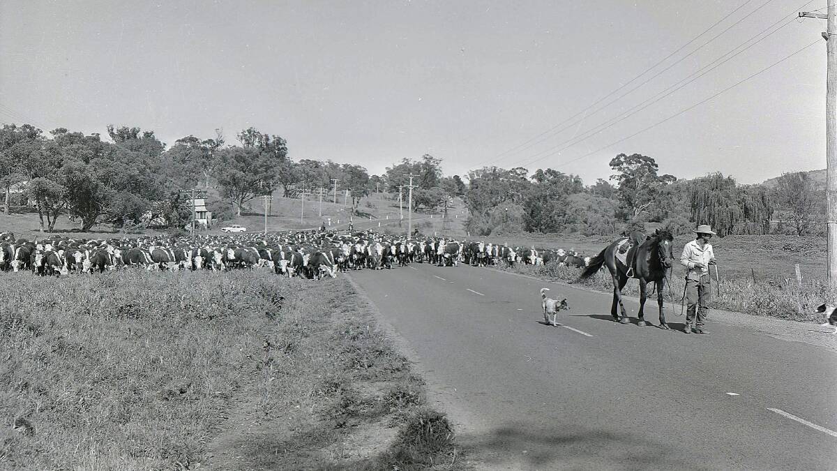 A mob of 1800 Hereford steers and heifers, the largest ever seen in the Orange, passed through the city in October 1964. It had taken about 18 weeks to travel the 600 miles from Texas, Queensland. They were sold by Dalgety and New Zealand Loan on the account of Mr A E Tucker of Orange. Photo: CWD Negative Collection, Orange & District Historical Society.