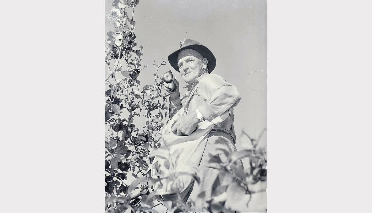 H K Salom of Gulgong, picks apples on C E Ellis’s orchard on Racecourse Road, May 1962. Photo:  CWD Negative Collection, Orange & District 