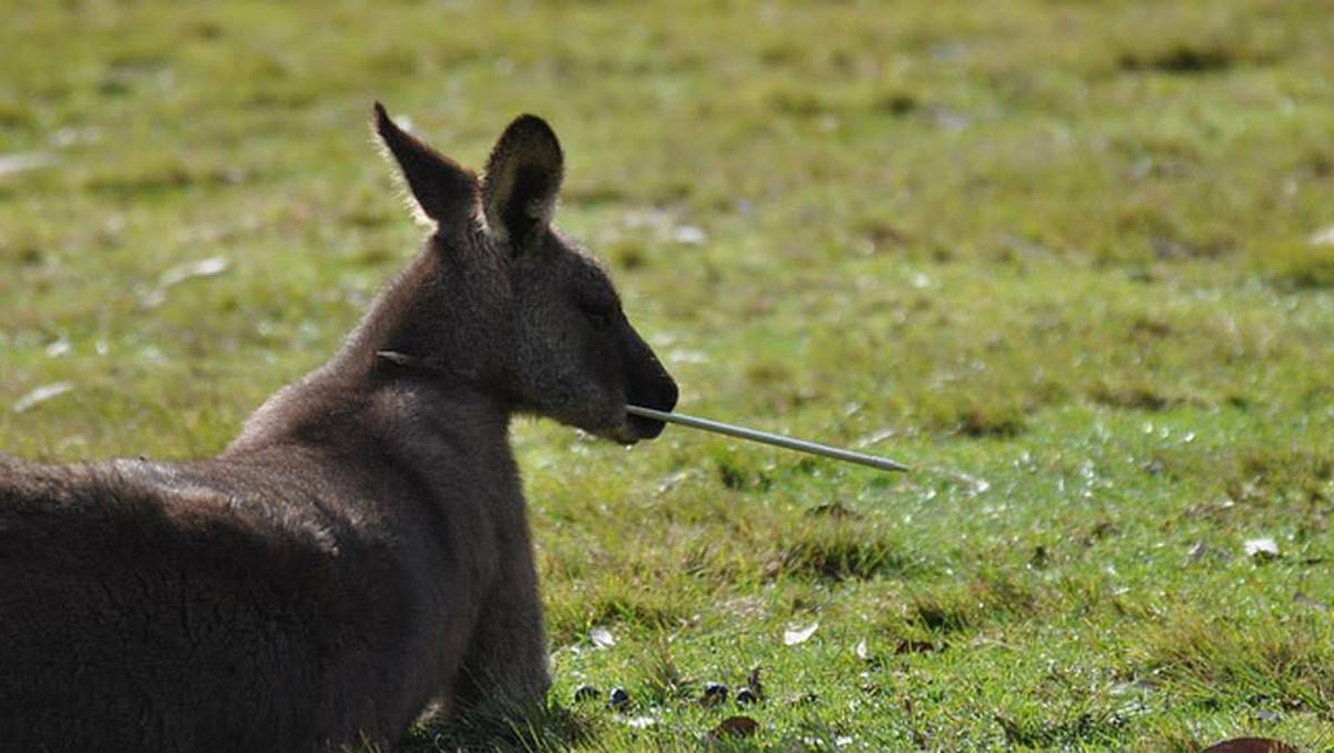 A kangaroo has been saved after being shot by an arrow near Nowra. Picture: Bay Post