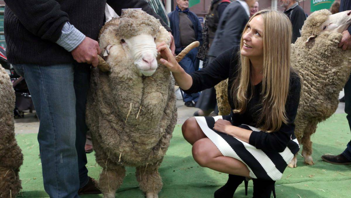 Woolmark ambassador Collette Dinnigan meets Ed Burberry’s four-tooth fine wool merino ram from Elphinstone at the 136th Australian Sheep and Wool Show. Pic: Bendigo Advertiser