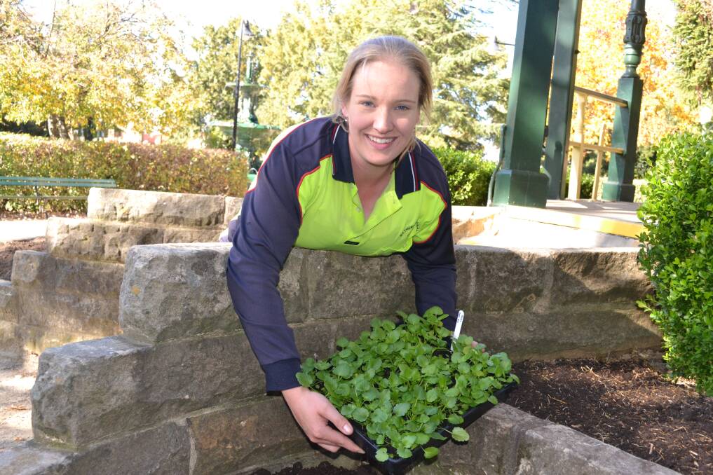 MAY: Bathurst Regional Council parks staffer Melanie Smith will be on a pansy-planting frenzy in Machattie Park.