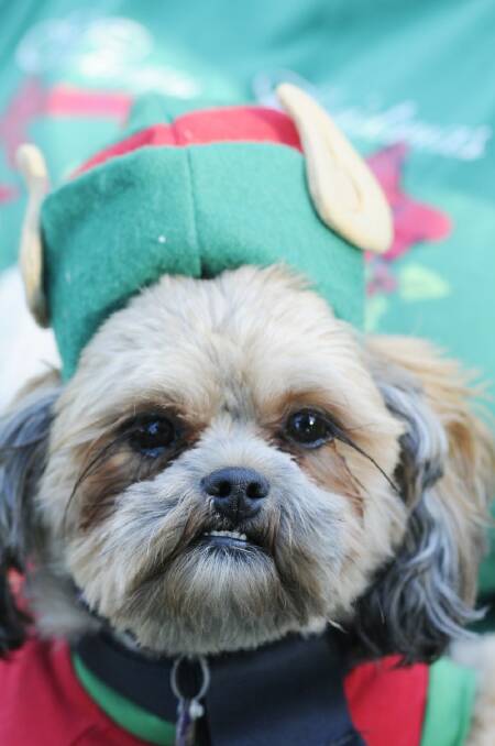 2010: Pooch on parade at Carols by Candlelight.