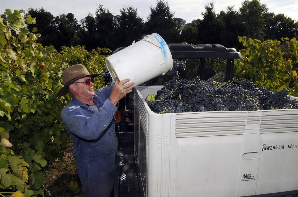 APRIL: Mount Panorama Estate owner and president of the Bathurst Region Vignerons Association Garry Baxter has been busy harvesting this year's bumper grape crop at his winery.