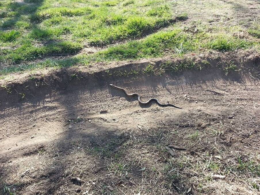 SEPTEMBER: This four-foot tiger snake was spotted on one of the trails at the new mountain bike park near Mount Panorama, prompting a warning for residents to be vigilant. 090913tiger