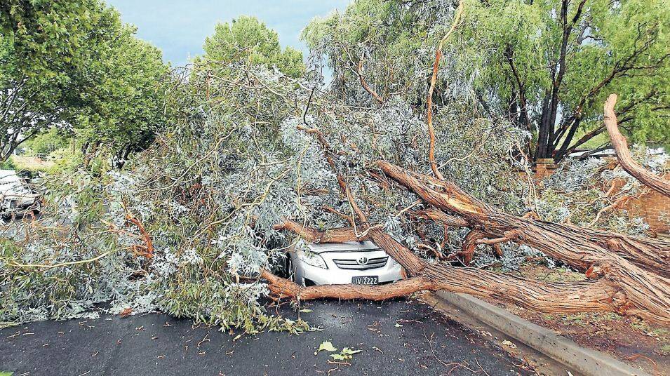 FEBRUARY: Strong winds at the height of the storm brought down a large tree at the corner of Russell and Seymour streets, crushing two cars. Photo: SUE DIXON, BATHURST SES 020113storm2