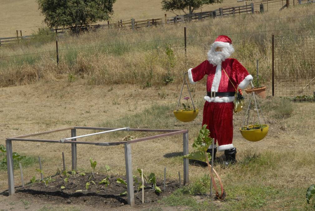 2009: Santa maybe known for giving presents but this Santa scarecrow was spotted keeping the birds at bay from a family garden near Perthville. 1215089psnap