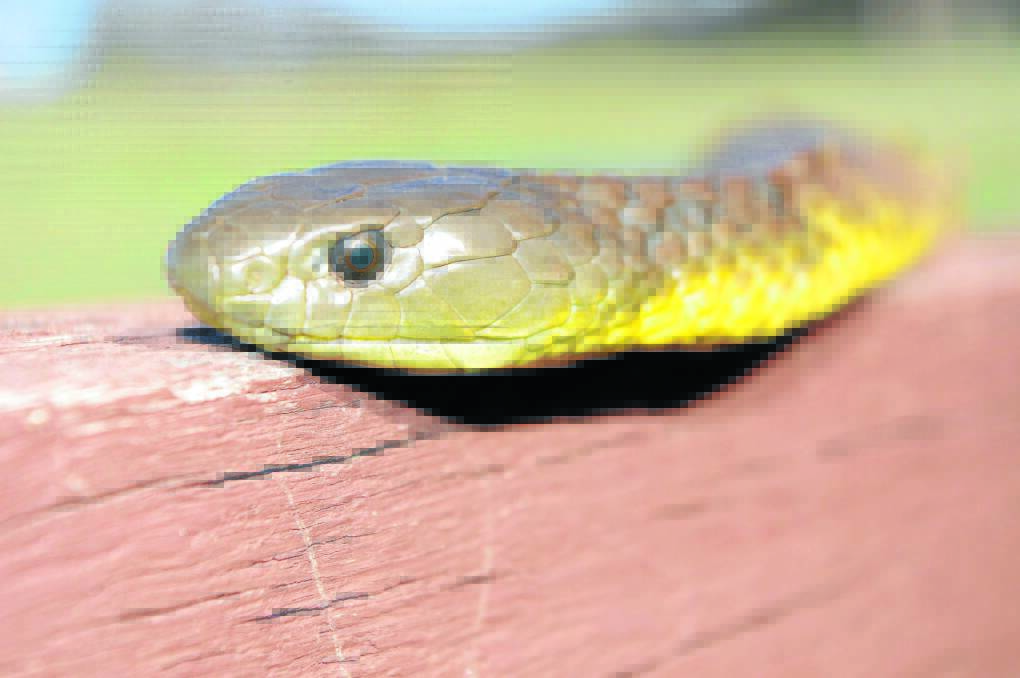 TIGER COUNTRY: Residents are being warned the warmer weather has the local snake population emerging from their hibernation period with tiger (pictured) and brown snakes most common. 	snake1